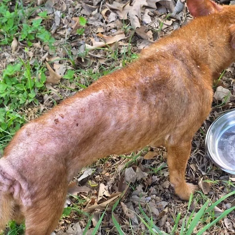 Betty Lou thumbnail 3