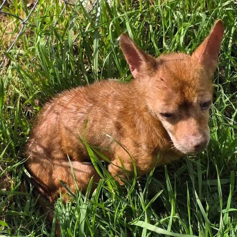 Betty Lou thumbnail 4