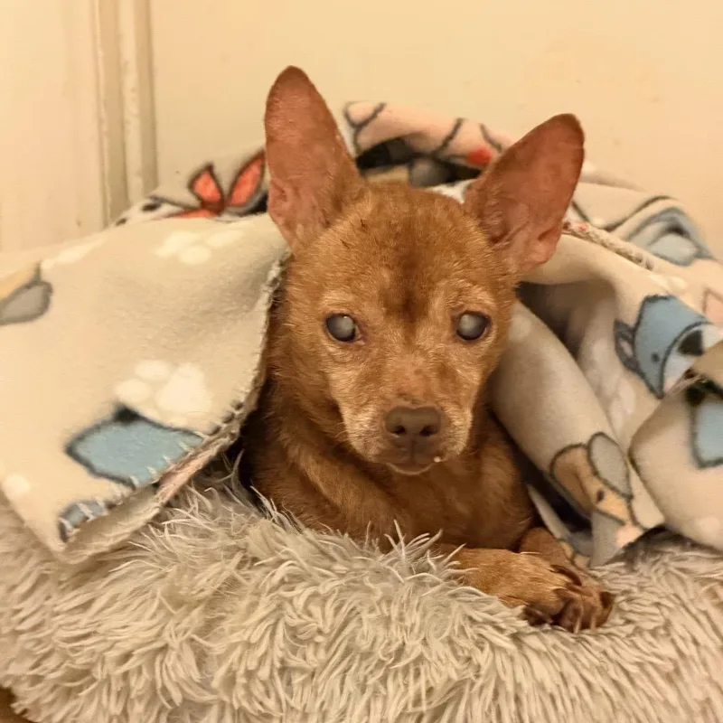 Betty Lou thumbnail 5