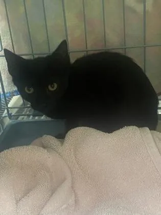 A baby medium-sized male Domestic Short Hair cat named Angus for adoption in Gainesville, FL