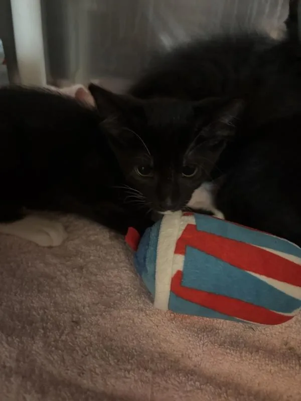 A baby small-sized female Domestic Short Hair cat named Coco for adoption in Santa Rosa, CA