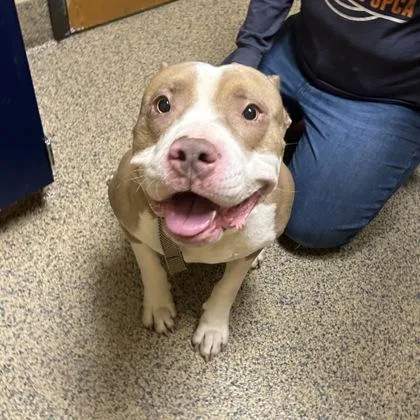 An adult large-sized male Mixed Breed dog named Guapo for adoption in Merriam, KS