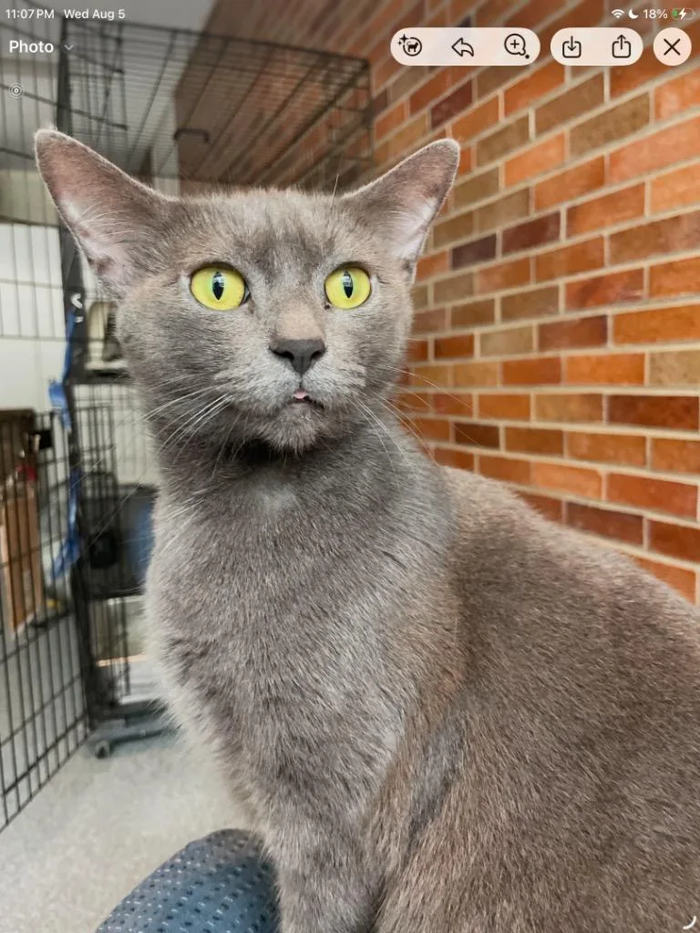 A young medium-sized female Domestic Short Hair cat named Rhonda Sue for adoption in Muskegon, MI