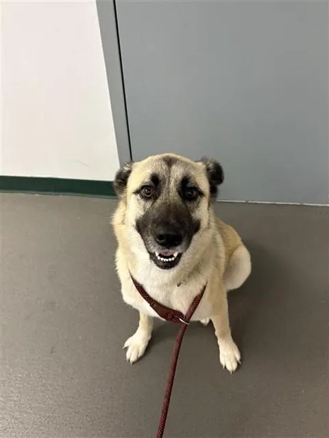 An adult large-sized female Anatolian Shepherd dog named Pocahontas for adoption in Corpus Christi, TX
