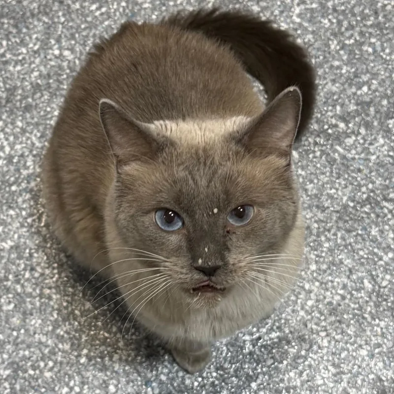 An adult large-sized male Siamese cat named Leonard for adoption in Madison, WI