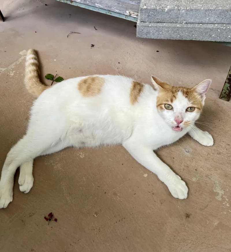 A young large-sized male Orange & White Domestic Short Hair cat named Jobori AH for adoption in Schertz, TX