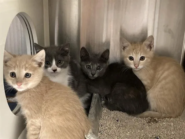 A baby small-sized male Domestic Short Hair cat named Jones for adoption in Tustin, CA