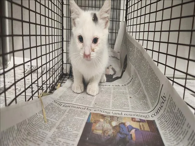 A baby small-sized male Domestic Short Hair cat named Button for adoption in Los Angeles, CA