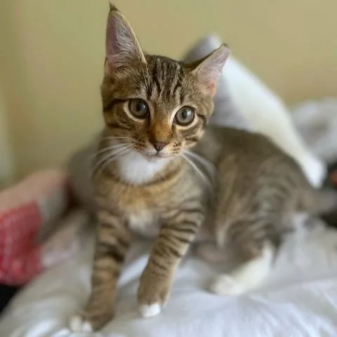 A baby small-sized male Brown / Chocolate Domestic Short Hair cat named Ethos for adoption in Woodinville, WA
