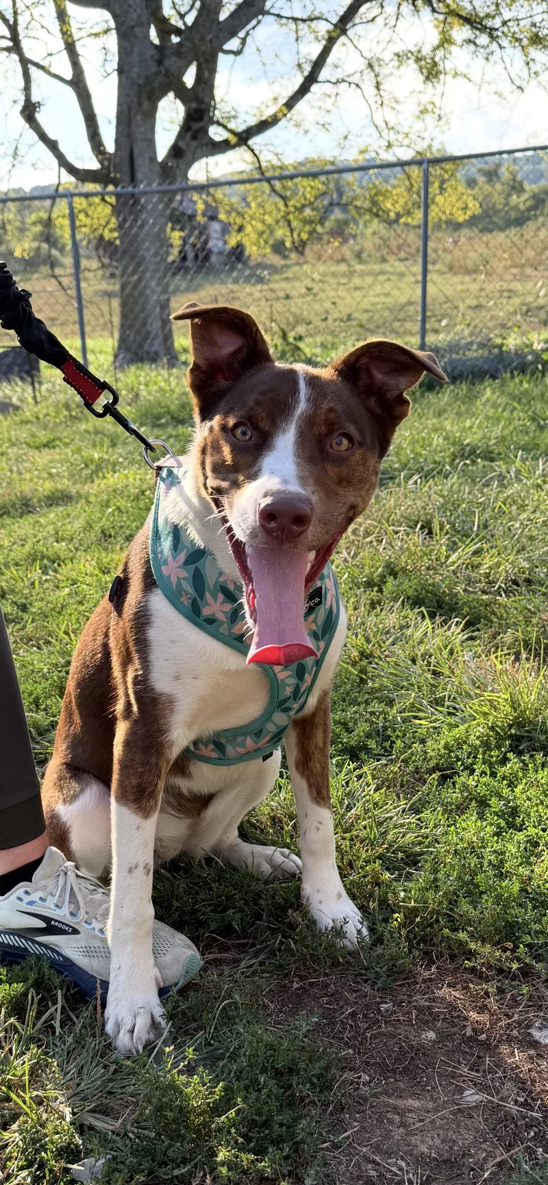 A young medium-sized female Australian Shepherd dog named Lillian Lucky to be for adoption in Franklin, TN