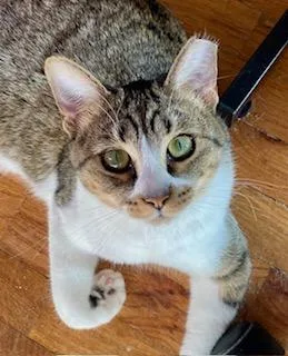 An adult large-sized female Tabby (Buff / Tan / Fawn) Domestic Short Hair cat named Carson for adoption in Noble, OK