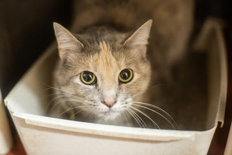 An adult large-sized female Domestic Short Hair cat named Cindy for adoption in Mountain Home, AR
