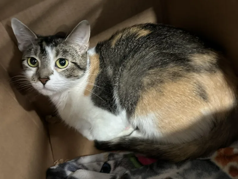 A young medium-sized female Dilute Calico Domestic Short Hair cat named Camo for adoption in Webster City, IA