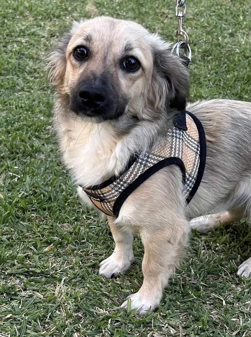 A young small-sized male Yellow / Tan / Blond / Fawn Tibetan Spaniel dog named Max for adoption in Bell Gardens, CA