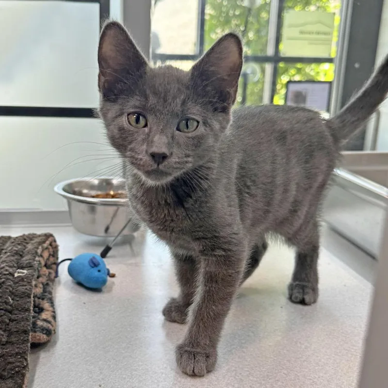 A baby small-sized male Gray / Blue / Silver Domestic Short Hair cat named Phantom for adoption in Hailey, ID