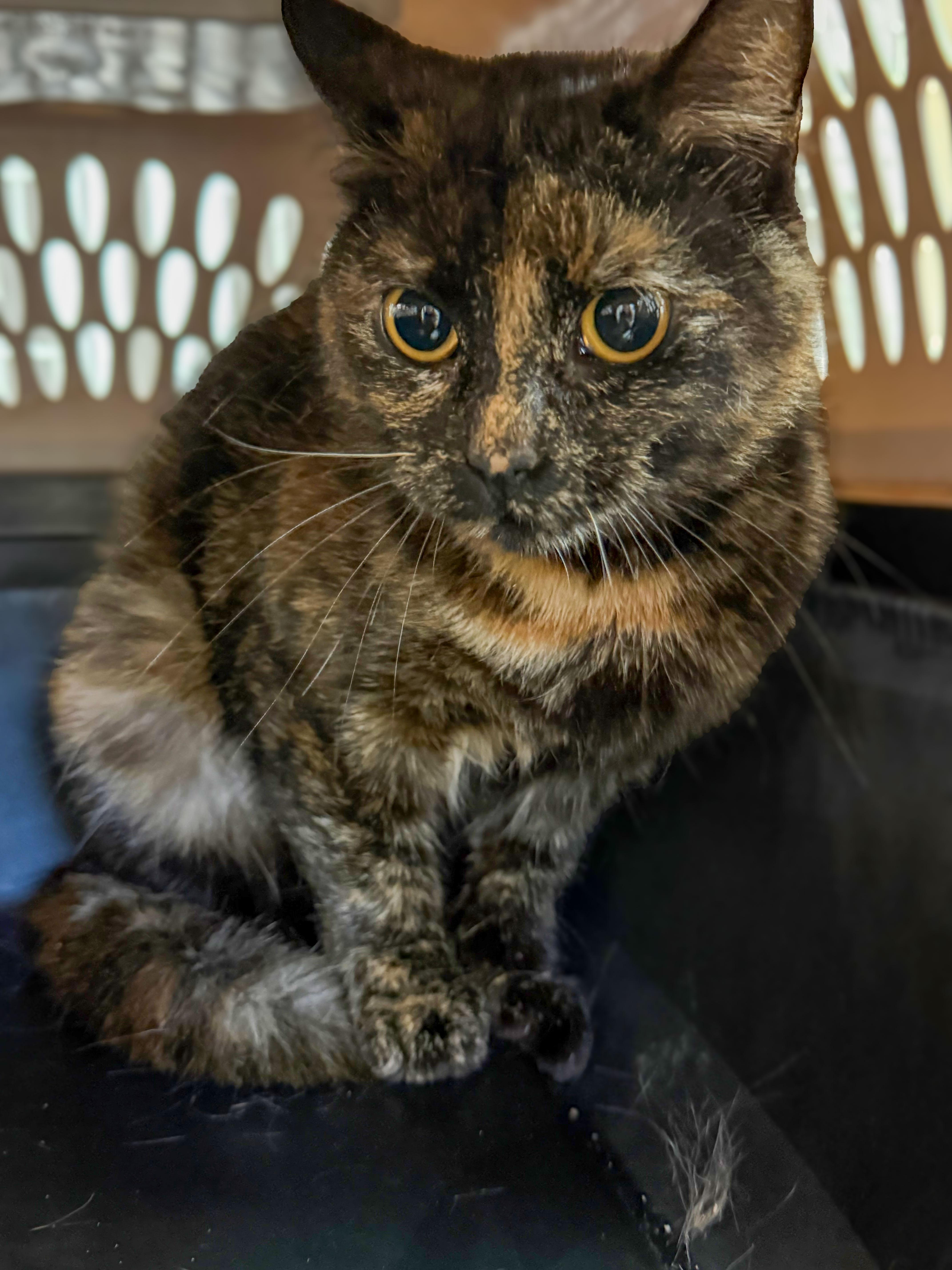 An adult medium-sized female Tortoiseshell Tortoiseshell cat named Clawdia for adoption in Columbia, SC