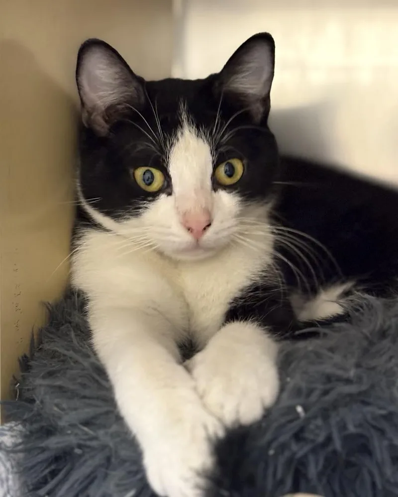 Tallulah thumbnail 2