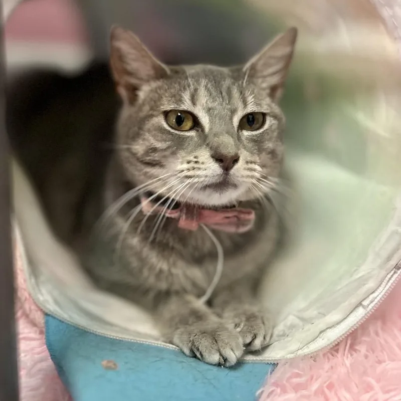 A young small-sized female Gray / Blue / Silver Domestic Short Hair cat named Baby Banshee for adoption in Philadelphia, PA