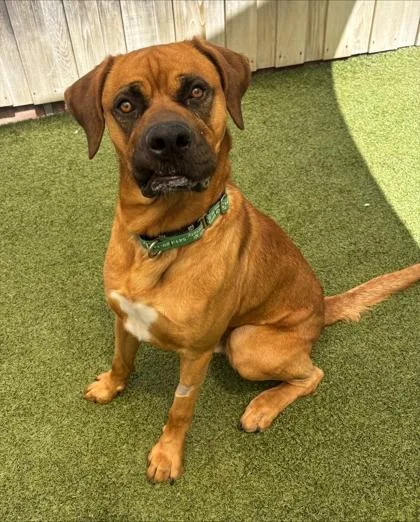 An adult large-sized male Mixed Breed dog named Vortex for adoption in Eugene, OR