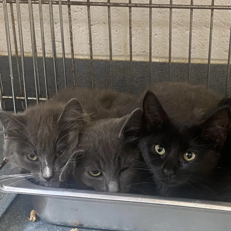 A baby small-sized female Black Domestic Medium Hair cat named Fuzzy Wuzzy for adoption in King George, VA