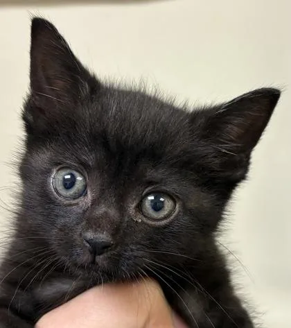 A baby small-sized female Domestic Short Hair cat named Catherine Wheel for adoption in West Chester, PA