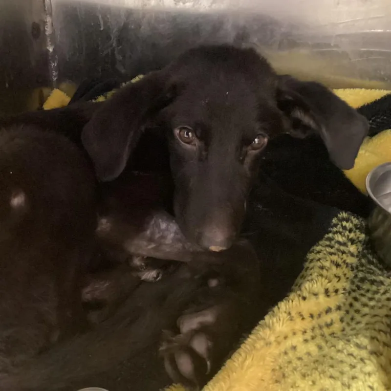 A baby medium-sized female German Shepherd Dog dog named Bush Baby for adoption in Austin, TX