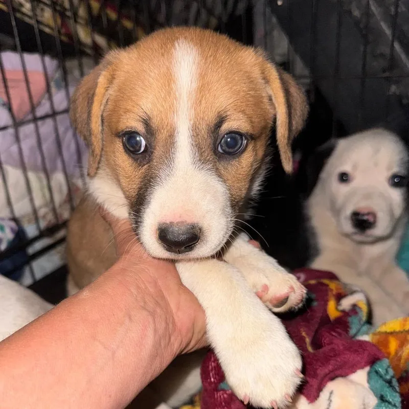 A baby medium-sized female Australian Shepherd dog named Nopa for adoption in West Plains, MO