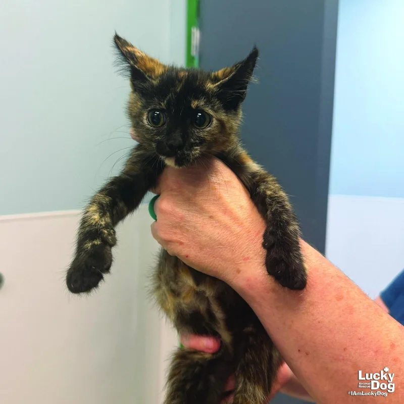 A baby medium-sized female Domestic Short Hair cat named SheRa for adoption in Washington, DC