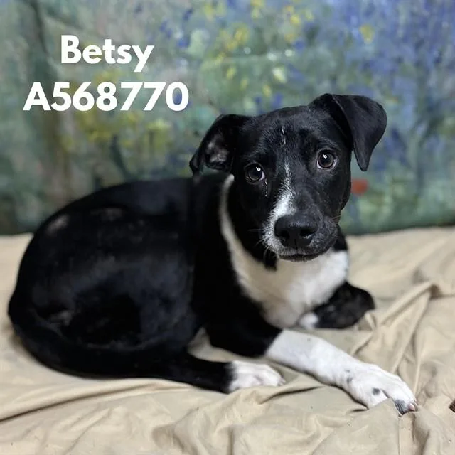 A young medium-sized female Pit Bull Terrier dog named Betsy for adoption in Huntsville, AL
