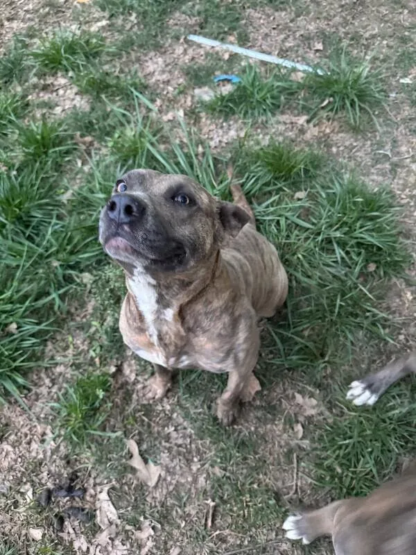 An adult medium-sized female Mixed Breed dog named Magic for adoption in Alamo, TN