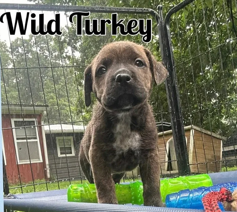 A baby medium-sized male Mixed Breed dog named Whiskey Pups  Wild for adoption in Ashville, OH