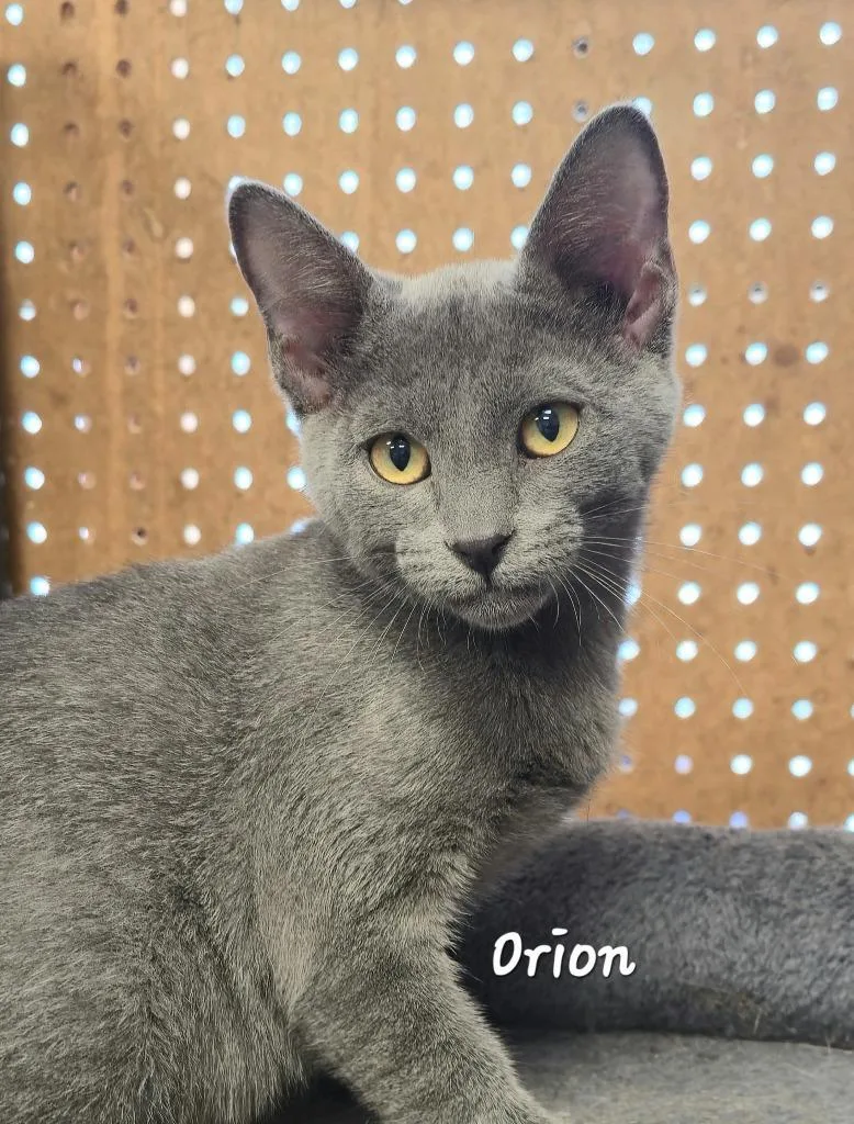 A baby medium-sized male Domestic Short Hair cat named Orion for adoption in Cedar Rapids, IA