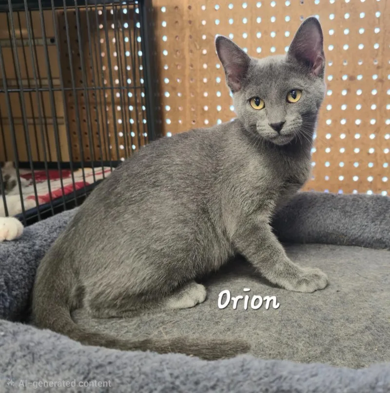 Orion thumbnail 2