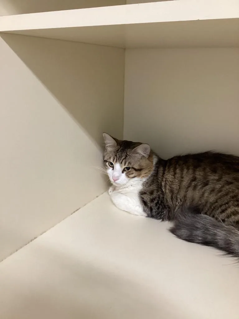 A young medium-sized male Domestic Medium Hair cat named Stormy for adoption in Bloomington, IN