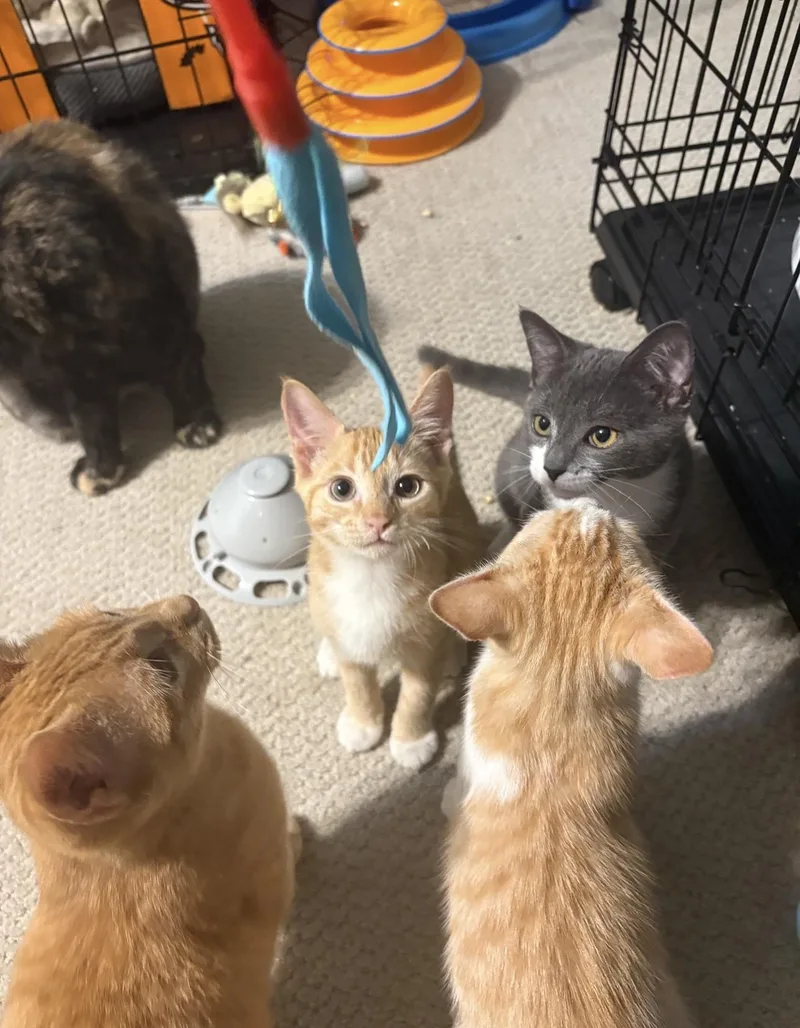 A baby small-sized male Orange / Red Domestic Short Hair cat named Cheese for adoption in Hope Mills, NC