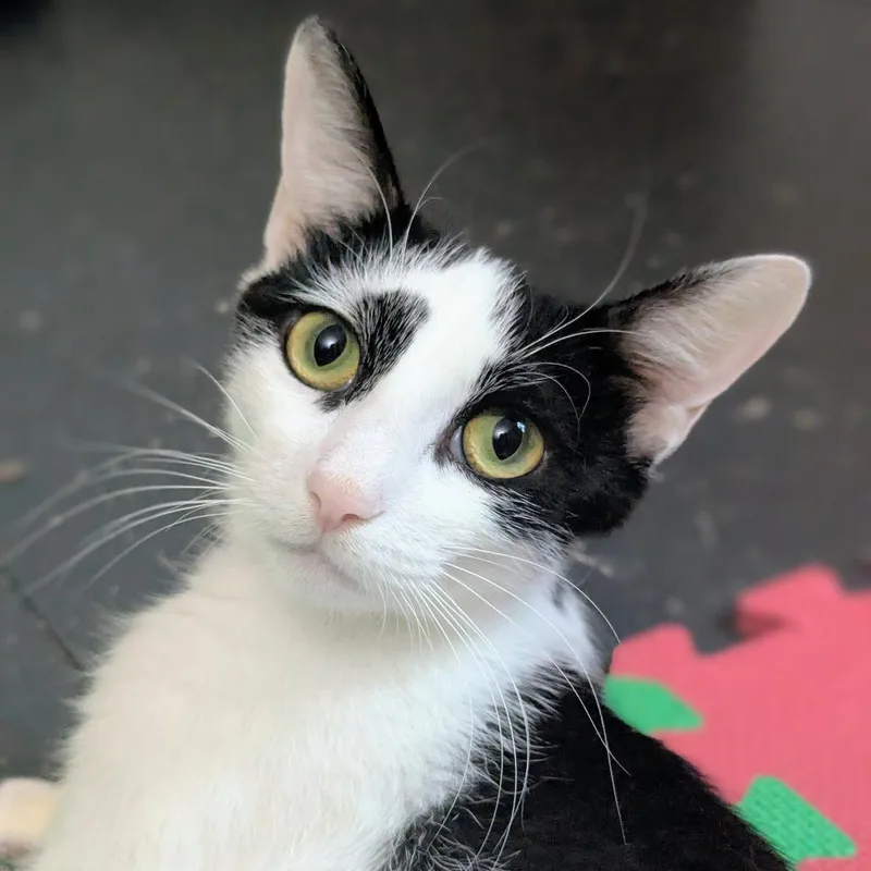 An adult medium-sized female Domestic Short Hair cat named Tsunade for adoption in Cumming, GA