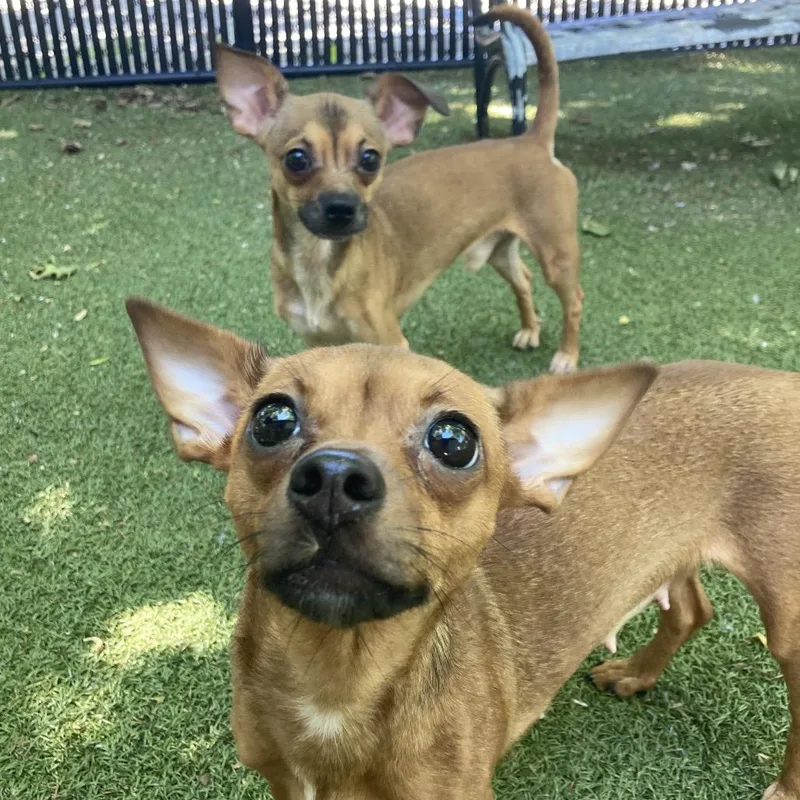 A young small-sized male Brown / Chocolate Chihuahua dog named Cinco for adoption in Providence, RI