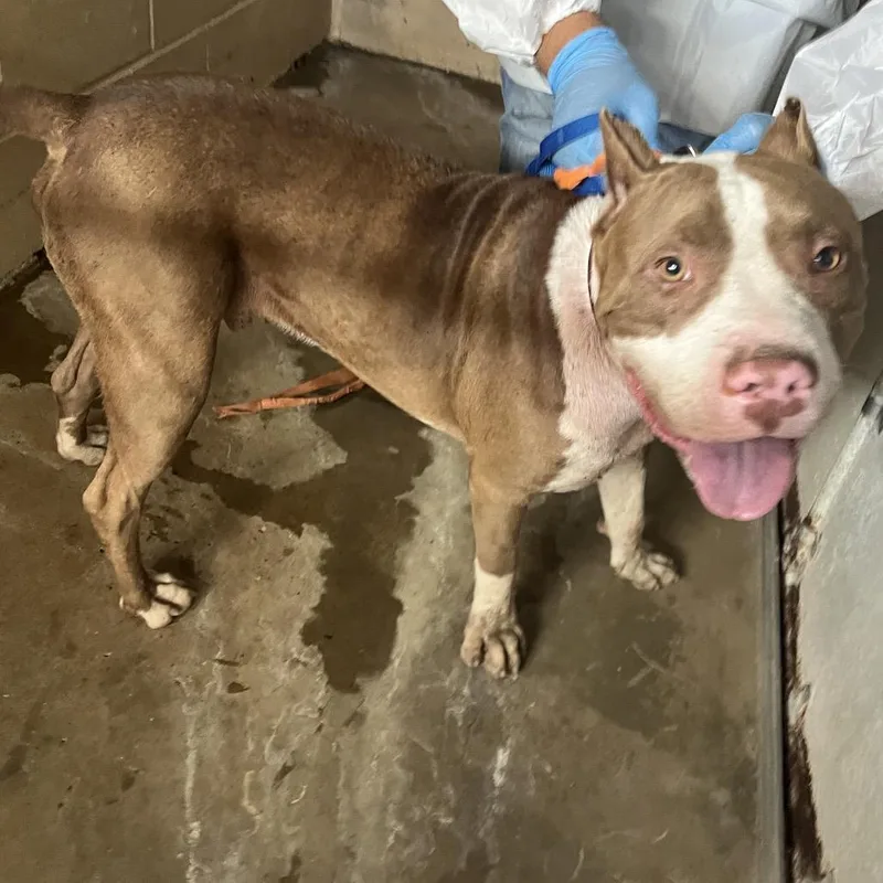 An adult large-sized male Red / Chestnut / Orange Pit Bull Terrier dog named Clifford for adoption in Edinburg, TX