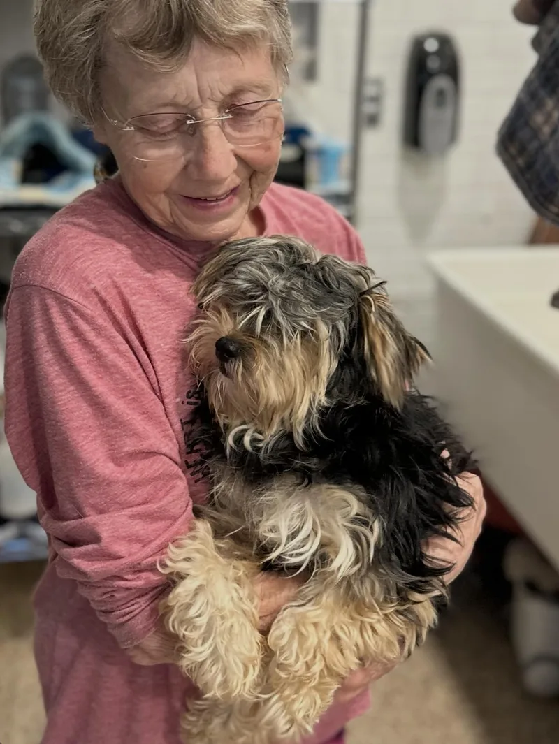A baby small-sized male Maltipoo dog named Monkey for adoption in Chester Springs, PA