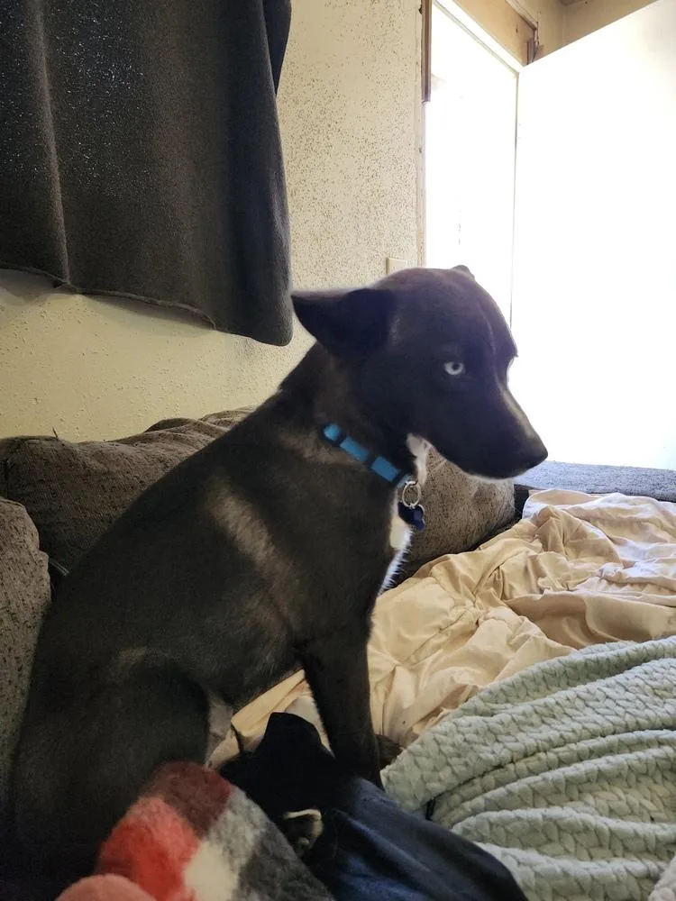 An adult medium-sized female Husky dog named Heeley for adoption in Thornton, CO