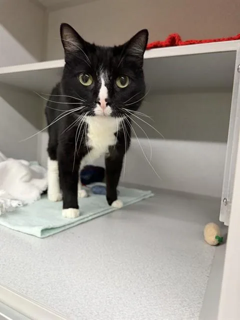An adult medium-sized male Domestic Short Hair cat named Wilton for adoption in Omaha, NE