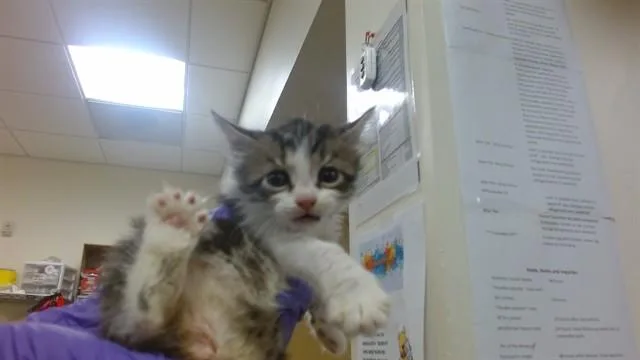 A baby small-sized male Domestic Short Hair cat named Mario for adoption in Miami, FL