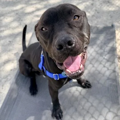 An adult large-sized male Pit Bull Terrier dog named Tulsa for adoption in Wheaton, IL
