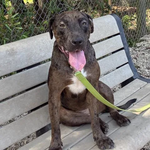 A young large-sized female Mixed Breed dog named Bianca for adoption in Pensacola, FL