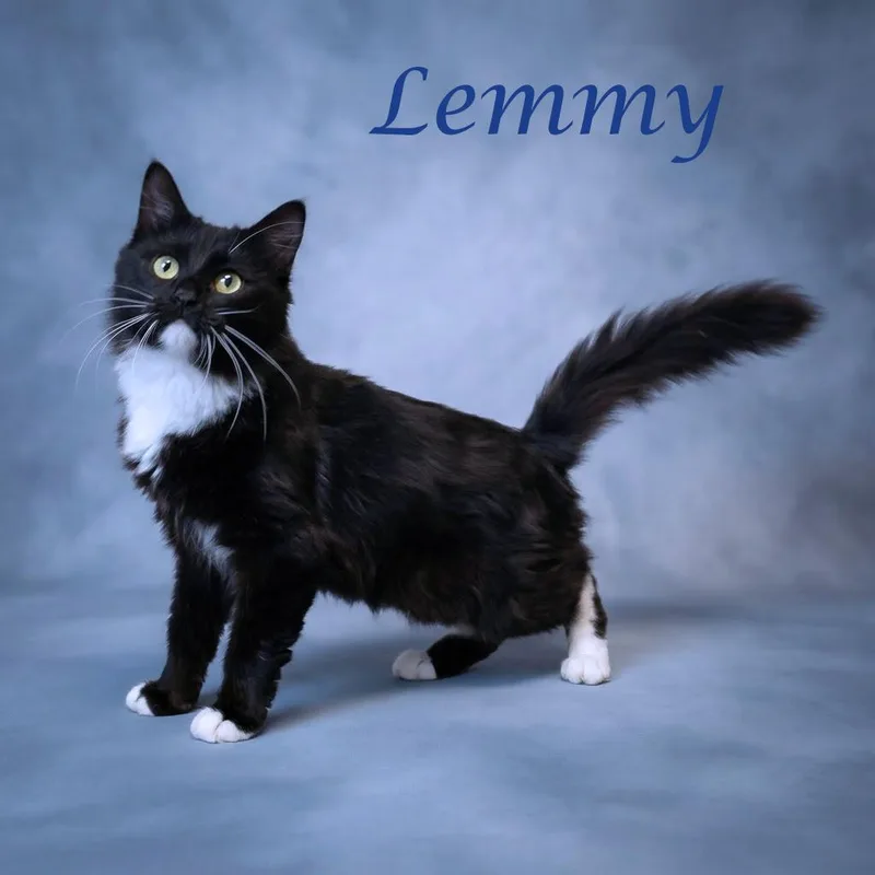 An adult medium-sized male Domestic Long Hair cat named Lemmy C for adoption in Lebanon, TN