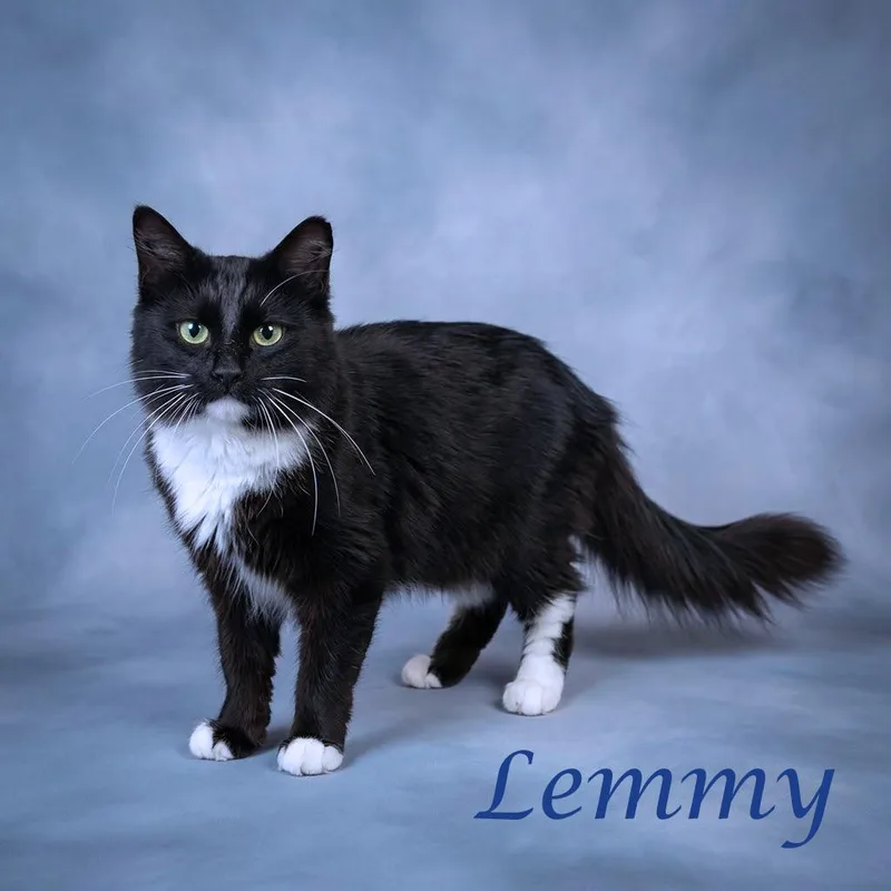 Lemmy C thumbnail 2