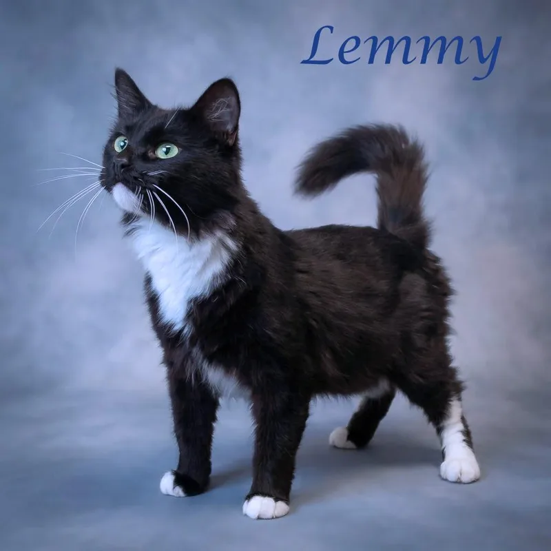 Lemmy C thumbnail 3