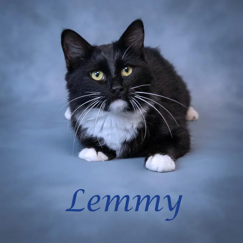 Lemmy C thumbnail 4