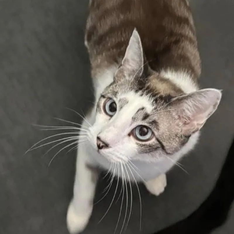 An adult small-sized male Domestic Short Hair cat named Atlas for adoption in Long Beach, CA