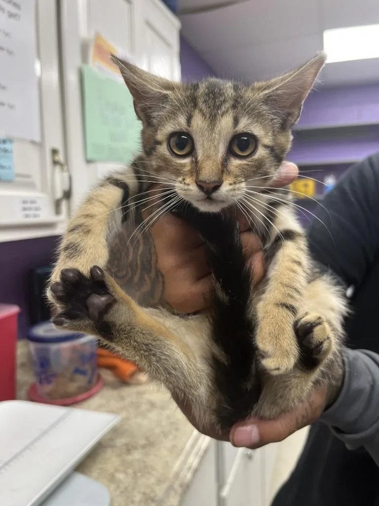 A baby small-sized female Domestic Short Hair cat named Donna for adoption in Lavonia, GA
